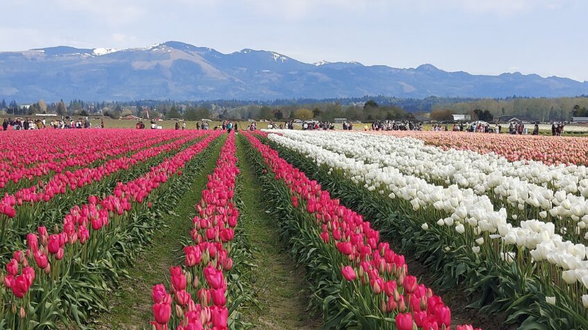Field of tulips with mountains as backdrop