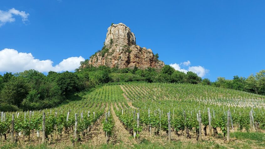 Vineyard in front of Limestone outcropping